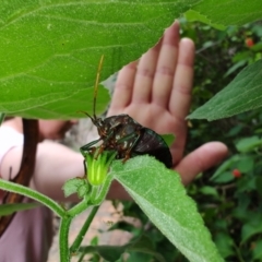 Musgraveia sulciventris (Bronze Orange Bug) at QPRC LGA - 14 Jan 2024 by LyndalT