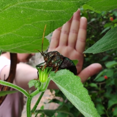 Musgraveia sulciventris (Bronze Orange Bug) at QPRC LGA - 14 Jan 2024 by LyndalT