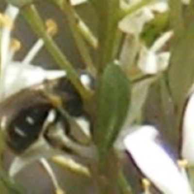 Tiphiidae (family) at Tuggeranong Hill NR  (TGH) - 13 Jan 2024 by MichaelMulvaney