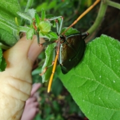 Musgraveia sulciventris (Bronze Orange Bug) at QPRC LGA - 14 Jan 2024 by LyndalT