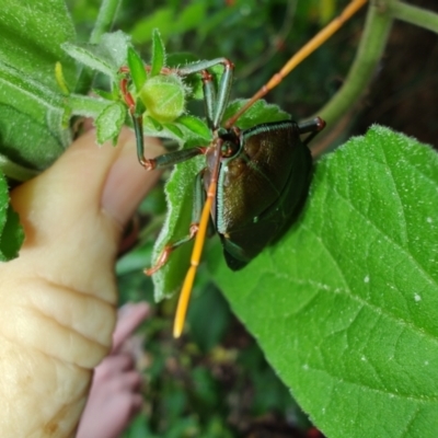 Musgraveia sulciventris (Bronze Orange Bug) at Greenleigh, NSW - 14 Jan 2024 by LyndalT