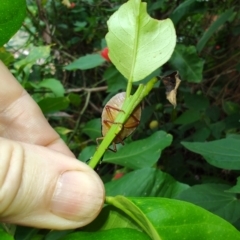 Musgraveia sulciventris at QPRC LGA - 14 Jan 2024