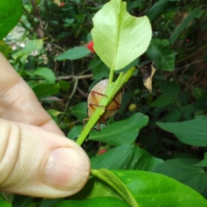 Musgraveia sulciventris at QPRC LGA - 14 Jan 2024