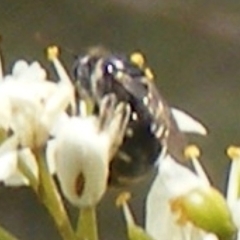 Apiformes (informal group) (Unidentified bee) at Tuggeranong Hill NR  (TGH) - 13 Jan 2024 by MichaelMulvaney