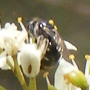 Apiformes (informal group) at Tuggeranong Hill NR  (TGH) - 13 Jan 2024