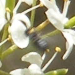 Apiformes (informal group) at Tuggeranong Hill NR  (TGH) - 13 Jan 2024