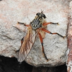 Asilinae sp. (subfamily) (Unidentified asiline Robberfly) at Booth, ACT - 13 Jan 2024 by JohnBundock