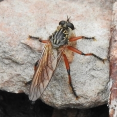 Asilinae sp. (subfamily) (Unidentified asiline Robberfly) at Namadgi National Park - 13 Jan 2024 by JohnBundock