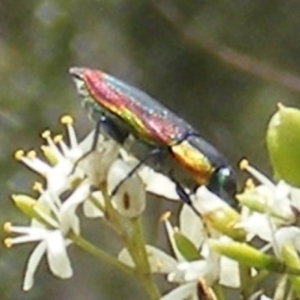 Selagis caloptera at Tuggeranong Hill NR  (TGH) - 13 Jan 2024