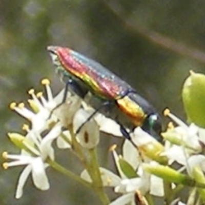 Selagis caloptera (Caloptera jewel beetle) at Tuggeranong Hill - 13 Jan 2024 by MichaelMulvaney