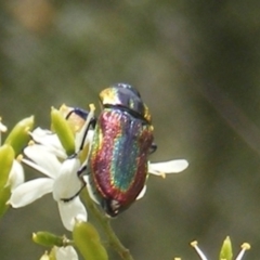 Selagis caloptera at Tuggeranong Hill NR  (TGH) - 13 Jan 2024