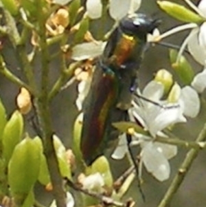 Selagis caloptera at Tuggeranong Hill NR  (TGH) - 13 Jan 2024