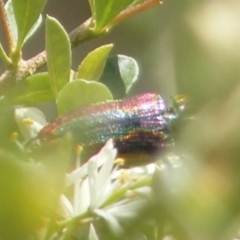 Selagis caloptera at Tuggeranong Hill NR  (TGH) - 13 Jan 2024