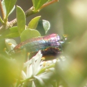 Selagis caloptera at Tuggeranong Hill NR  (TGH) - 13 Jan 2024