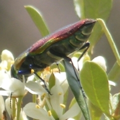 Selagis caloptera at Tuggeranong Hill NR  (TGH) - 13 Jan 2024