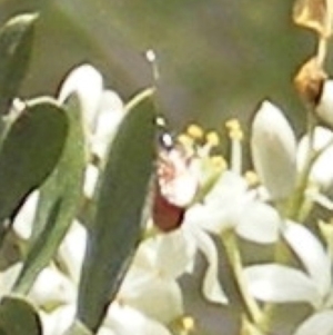 Apiformes (informal group) at Tuggeranong Hill NR  (TGH) - 13 Jan 2024