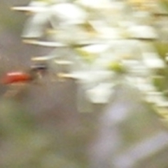 Apiformes (informal group) at Tuggeranong Hill NR  (TGH) - 13 Jan 2024