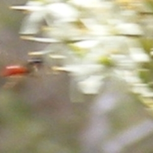 Apiformes (informal group) at Tuggeranong Hill NR  (TGH) - 13 Jan 2024