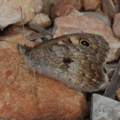 Geitoneura klugii (Marbled Xenica) at Namadgi National Park - 13 Jan 2024 by JohnBundock