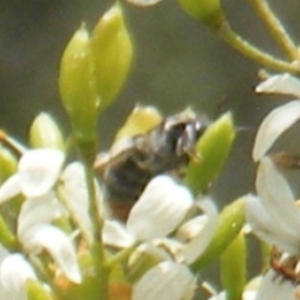 Apiformes (informal group) at Tuggeranong Hill NR  (TGH) - 13 Jan 2024 02:00 PM