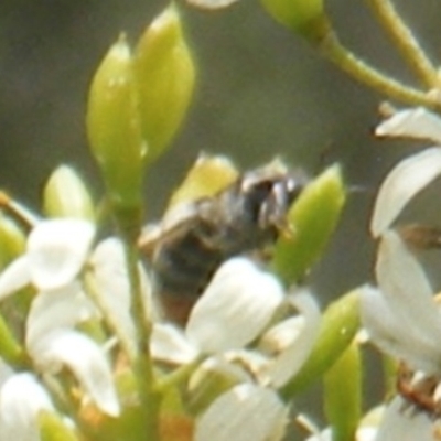 Apiformes (informal group) (Unidentified bee) at Calwell, ACT - 13 Jan 2024 by MichaelMulvaney