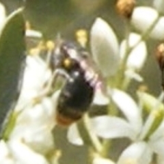 Apiformes (informal group) at Tuggeranong Hill NR  (TGH) - 13 Jan 2024