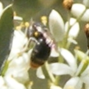 Apiformes (informal group) at Tuggeranong Hill NR  (TGH) - 13 Jan 2024