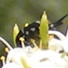 Mordella dumbrelli (Dumbrell's Pintail Beetle) at Tuggeranong Hill NR  (TGH) - 13 Jan 2024 by MichaelMulvaney