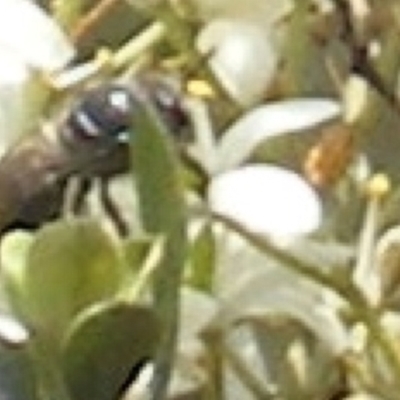 Apiformes (informal group) (Unidentified bee) at Calwell, ACT - 13 Jan 2024 by MichaelMulvaney