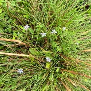 Lobelia pedunculata at Tallaganda State Forest - 14 Jan 2024