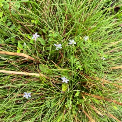 Lobelia pedunculata (Matted Pratia) at Tallaganda State Forest - 13 Jan 2024 by courtneyb