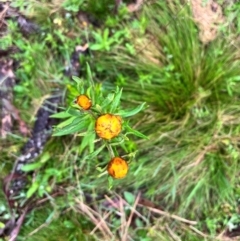 Xerochrysum bracteatum (Golden Everlasting) at Tallaganda State Forest - 14 Jan 2024 by courtneyb