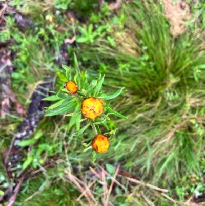 Xerochrysum bracteatum (Golden Everlasting) at Tallaganda State Forest - 14 Jan 2024 by courtneyb
