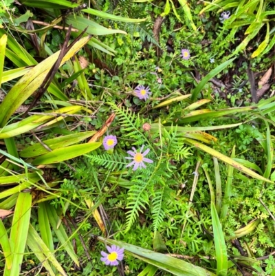 Calotis scabiosifolia var. integrifolia (Rough Burr-daisy) at Tallaganda State Forest - 13 Jan 2024 by courtneyb