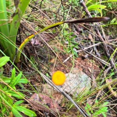 Coronidium sp. at Harolds Cross, NSW - 13 Jan 2024 by courtneyb