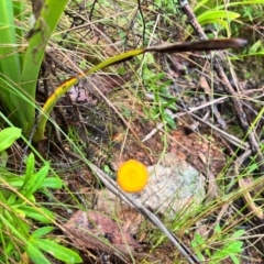 Coronidium sp. at Tallaganda State Forest - 13 Jan 2024 by courtneyb