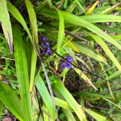 Dianella tasmanica (Tasman Flax Lily) at Tallaganda State Forest - 13 Jan 2024 by courtneyb