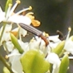 Syllitus rectus (Longhorn beetle) at Tuggeranong Hill - 13 Jan 2024 by MichaelMulvaney
