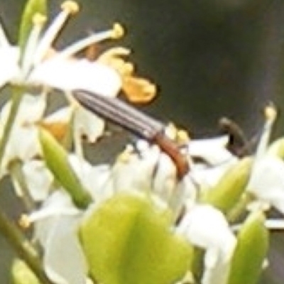 Syllitus rectus (Longhorn beetle) at Tuggeranong Hill - 13 Jan 2024 by MichaelMulvaney