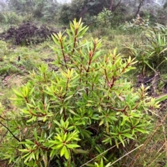 Tasmannia lanceolata (Mountain Pepper) at Tallaganda State Forest - 13 Jan 2024 by courtneyb