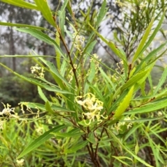 Lomatia myricoides (River Lomatia) at Tallaganda State Forest - 13 Jan 2024 by courtneyb