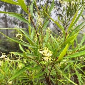 Lomatia myricoides at Tallaganda State Forest - 14 Jan 2024