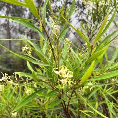 Lomatia myricoides (River Lomatia) at Tallaganda State Forest - 14 Jan 2024 by courtneyb