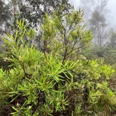 Lomatia myricoides at Tallaganda State Forest - 14 Jan 2024