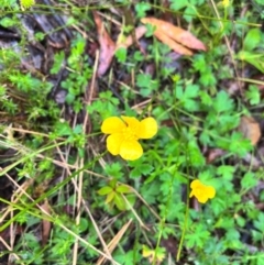 Ranunculus lappaceus (Australian Buttercup) at Tallaganda State Forest - 14 Jan 2024 by courtneyb