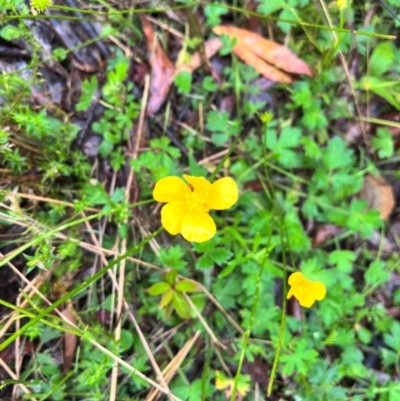 Ranunculus lappaceus (Australian Buttercup) at Harolds Cross, NSW - 13 Jan 2024 by courtneyb