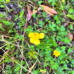 Ranunculus lappaceus (Australian Buttercup) at Tallaganda State Forest - 13 Jan 2024 by courtneyb