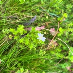 Stellaria pungens (Prickly Starwort) at QPRC LGA - 14 Jan 2024 by courtneyb