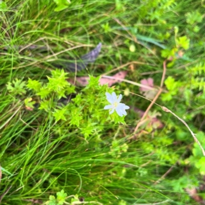 Stellaria pungens (Prickly Starwort) at Tallaganda State Forest - 13 Jan 2024 by courtneyb