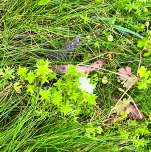 Stellaria pungens at QPRC LGA - 14 Jan 2024 09:29 AM